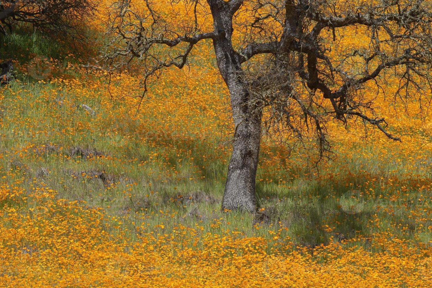 papaveri californiani in primavera foto