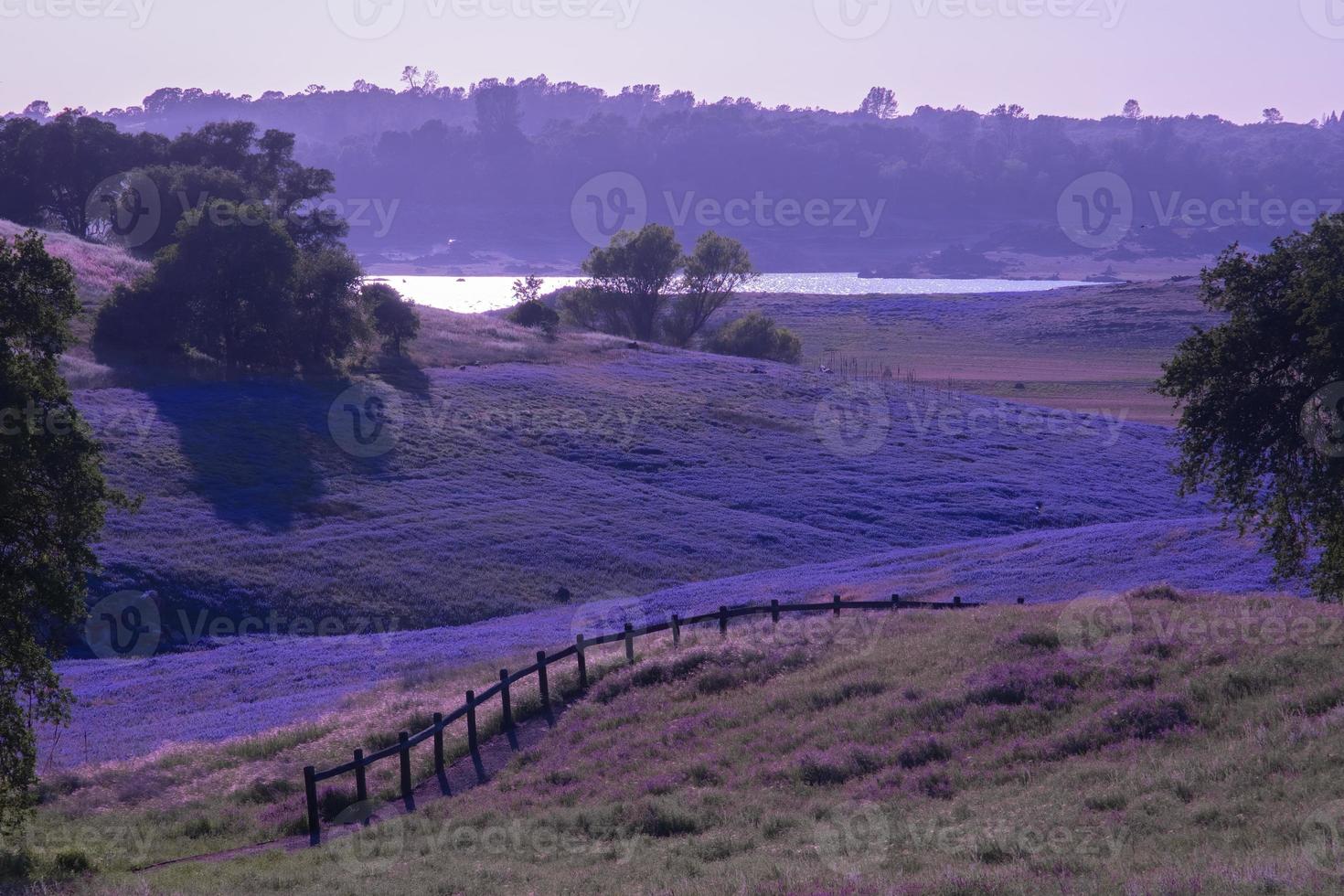 campo di lupini, lago folsom foto