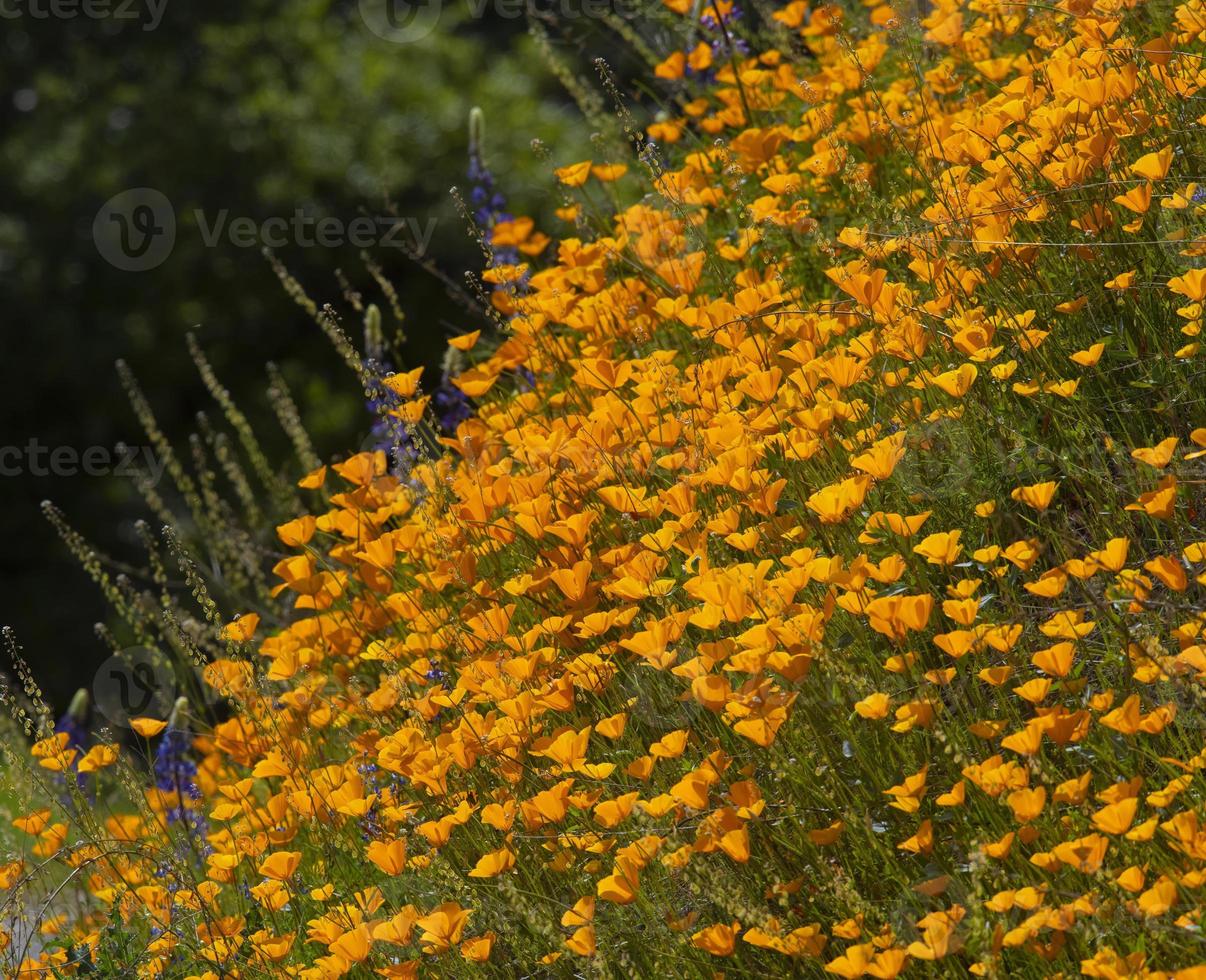 papaveri californiani in primavera foto