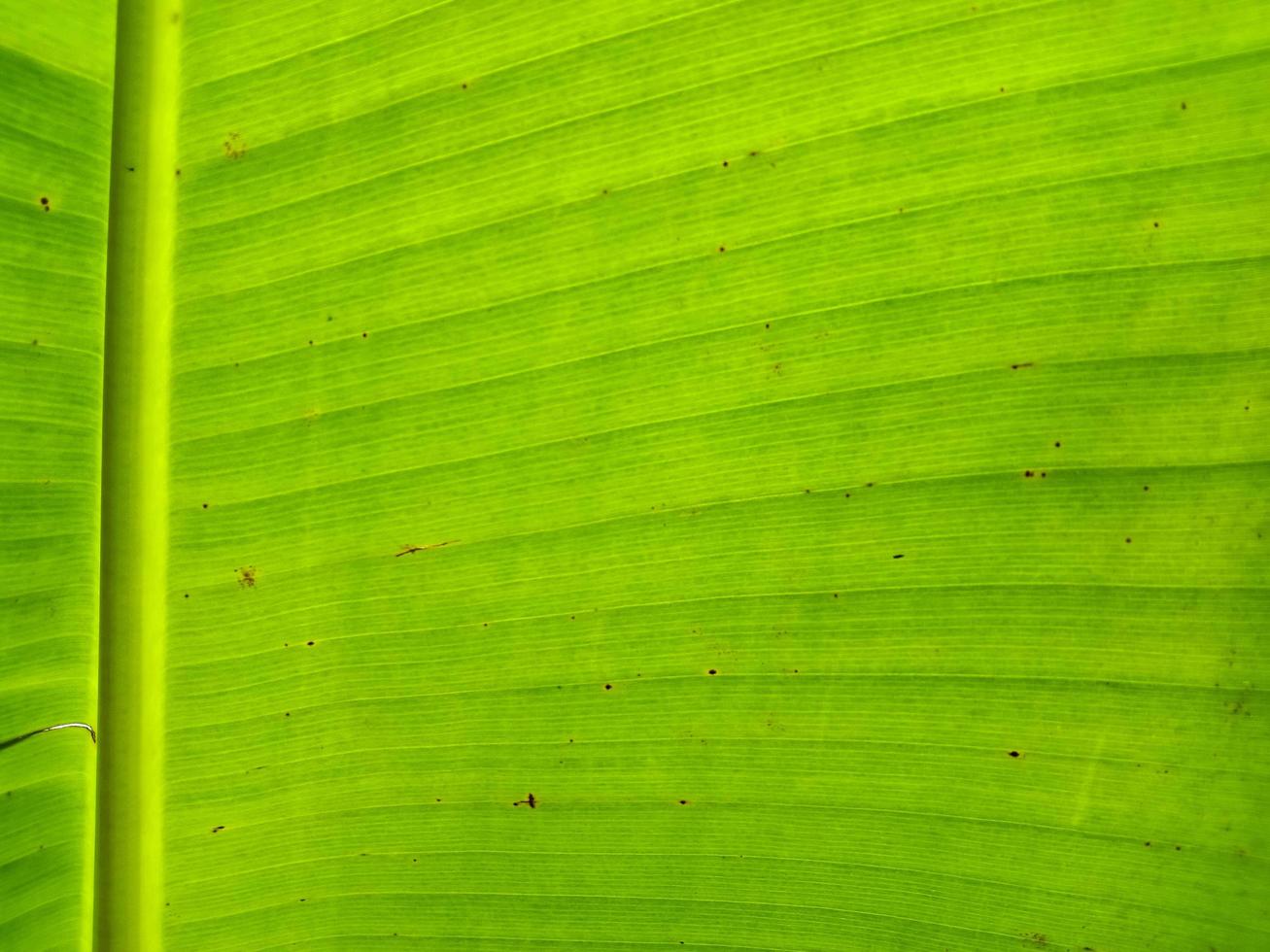 primo piano trama foglia verde foto