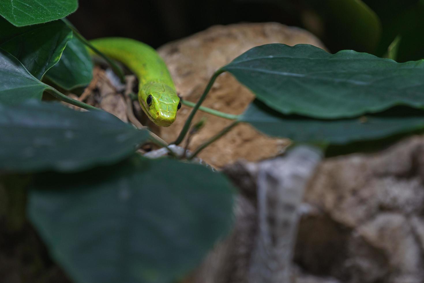 mamba verde orientale foto