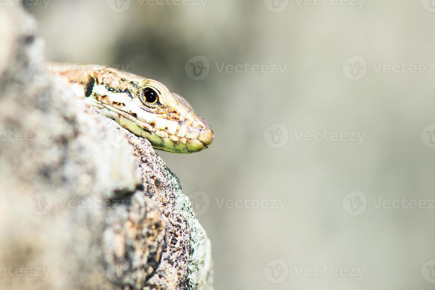 lucertola rettile podarcis siculus foto