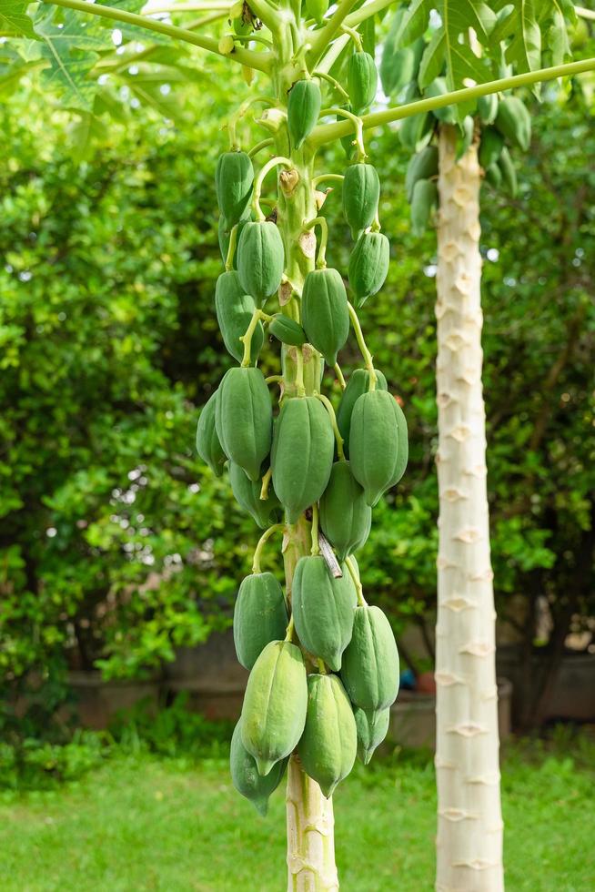 frutto di papaia su albero di papaia in cortile. foto