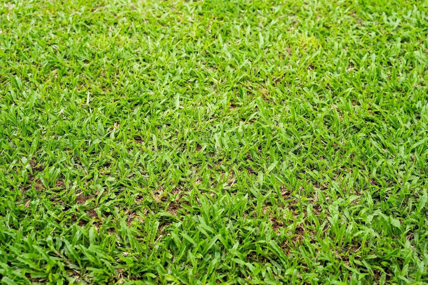 trama di erba verde per lo sfondo. modello di prato verde e sfondo texture. foto