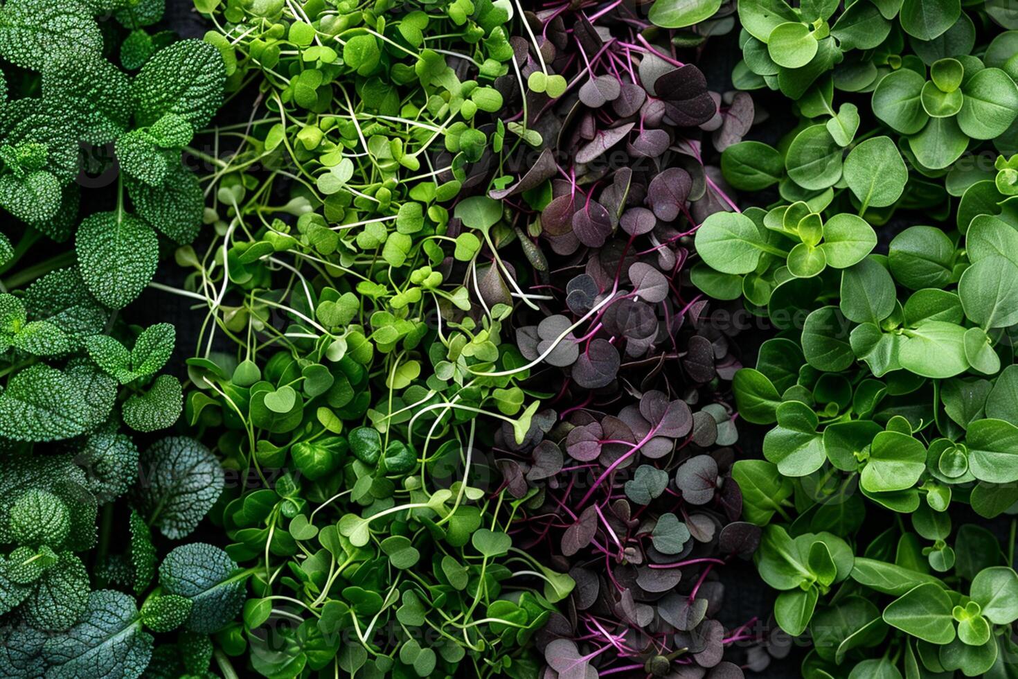 diverso tipi di salutare biologico microgreens avvicinamento superiore Visualizza. eco vegano salutare stile di vita bio sfondo. verde naturale sfondo. vitamina biologico supercibo. foto