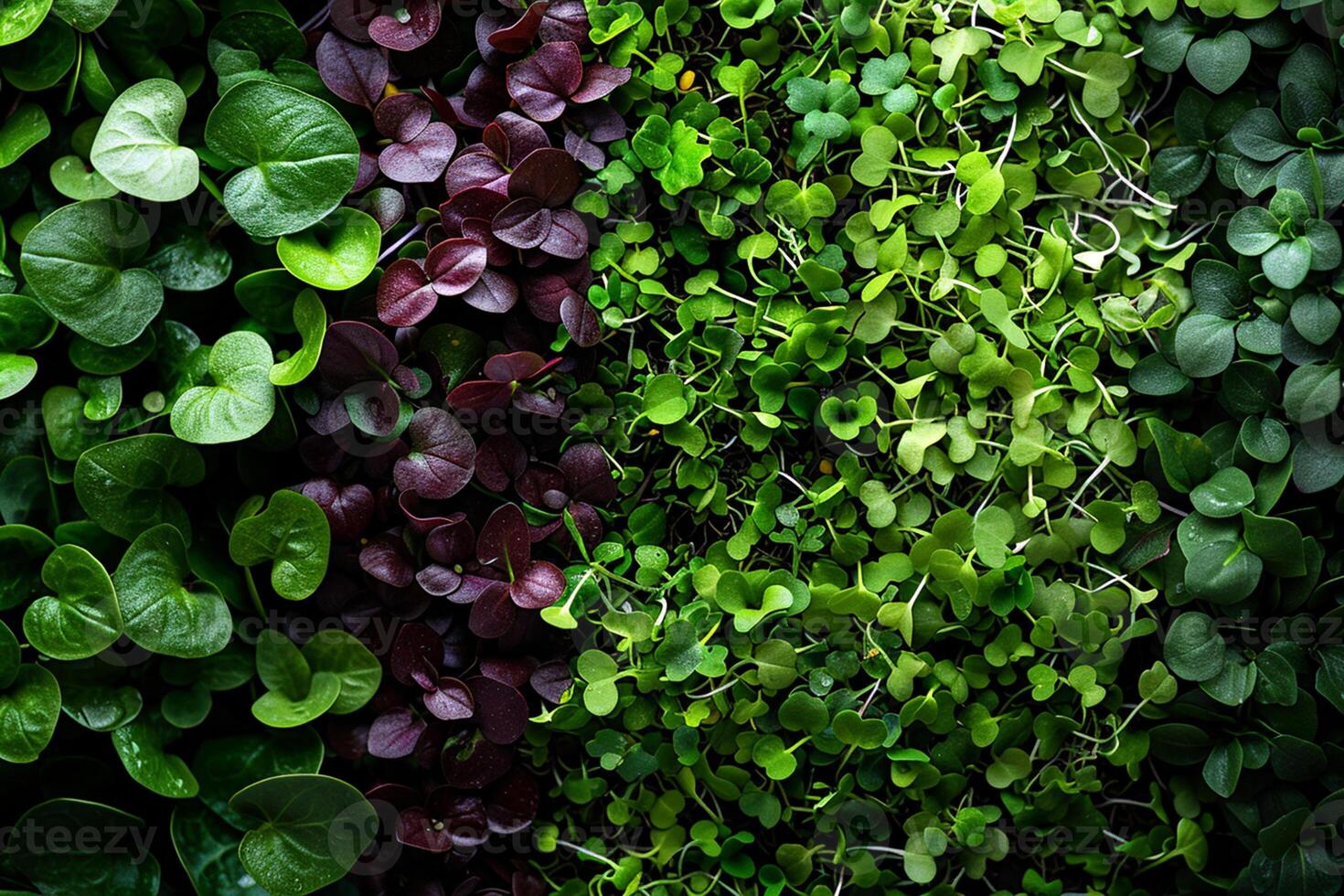 diverso tipi di biologico microgreens avvicinamento superiore Visualizza. eco vegano salutare stile di vita bio sfondo. verde naturale sfondo. vitamine amino acidi benefici di biologico supercibo. foto