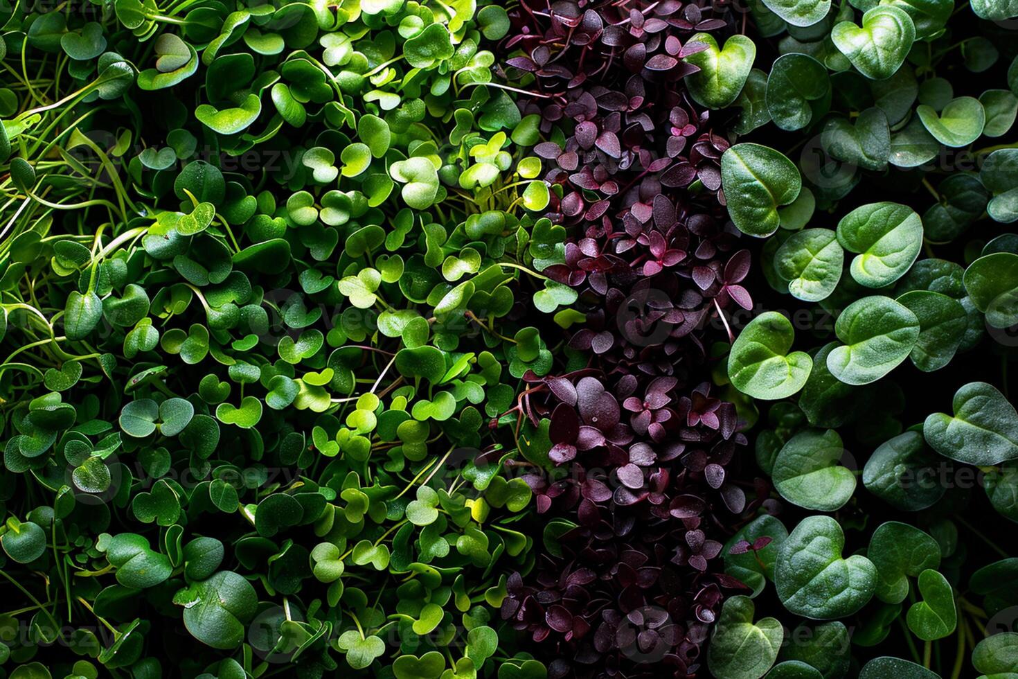 diverso tipi di microgreens avvicinamento superiore Visualizza. eco vegano salutare stile di vita bio striscione. verde naturale sfondo struttura. vitamine amino acidi benefici di biologico supercibo. foto