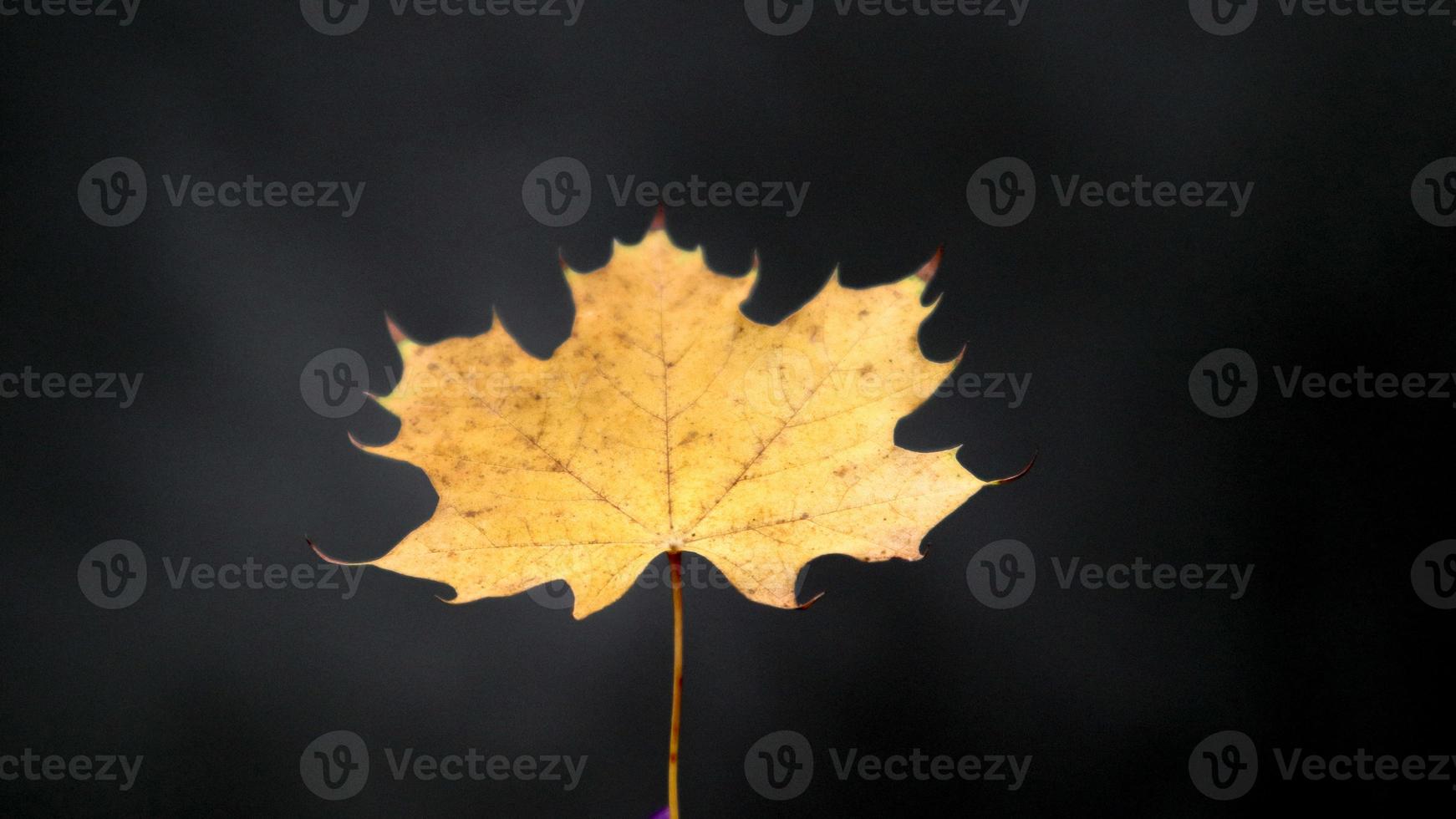 una foglia d'acero gialla autunnale su uno sfondo scuro. il concetto di autunno e cambio di stagione. foglie cadute di alberi foto