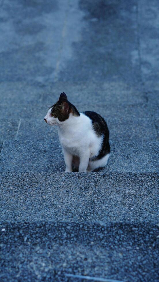 un' gatto con un' nero coda su un' pietra pavimento foto