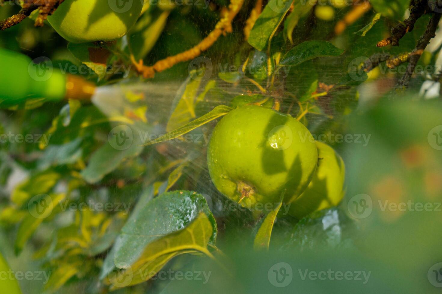 irriconoscibile contadino irrigazione mele con professionale spruzzatore nel terreno agricolo. combattente parassiti nel giardino. veleno per insetti homegrown localmente agricoltura salutare nazione vita concetto. luce del sole si illumina raccolto. agricoltura foto