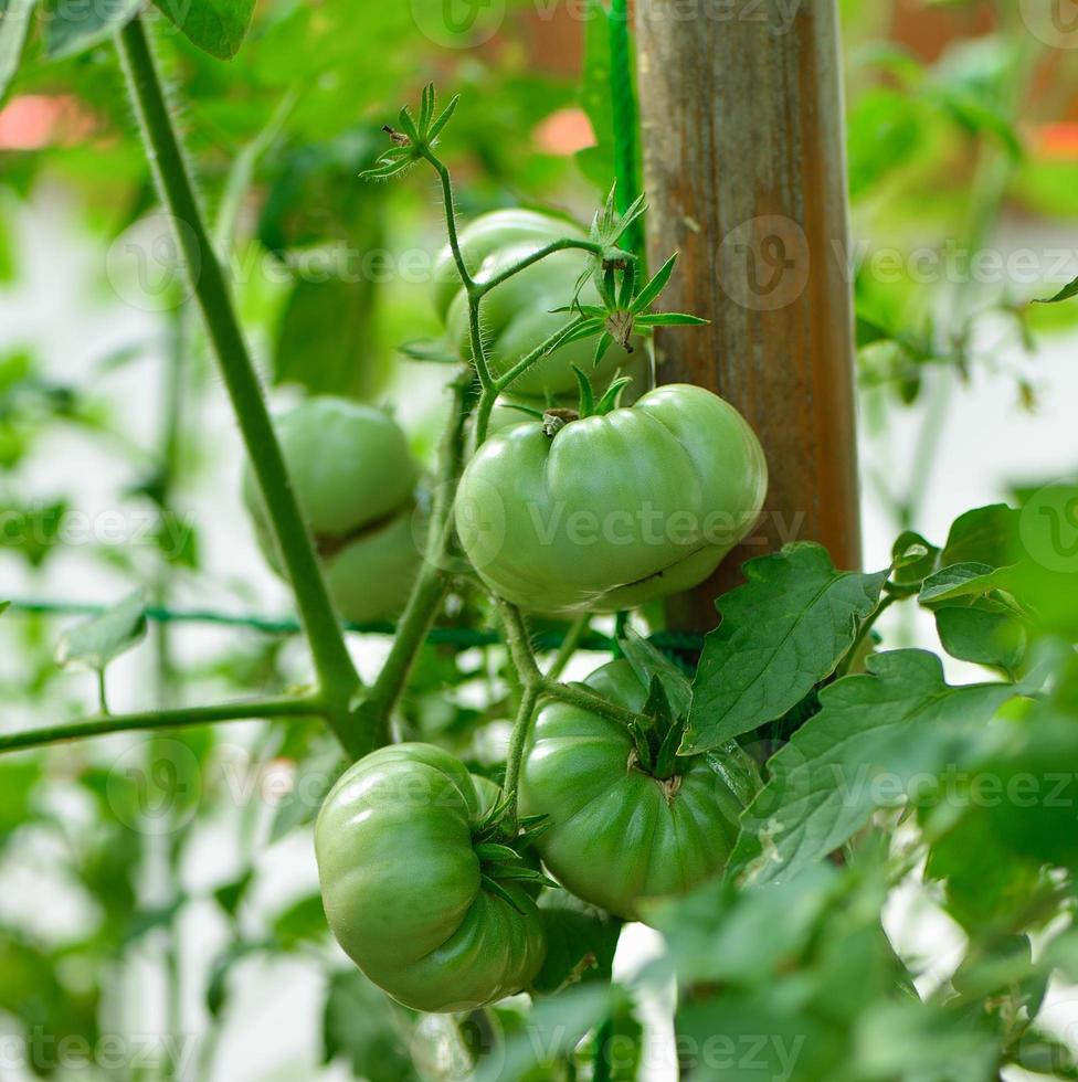 pomodori sull'albero foto