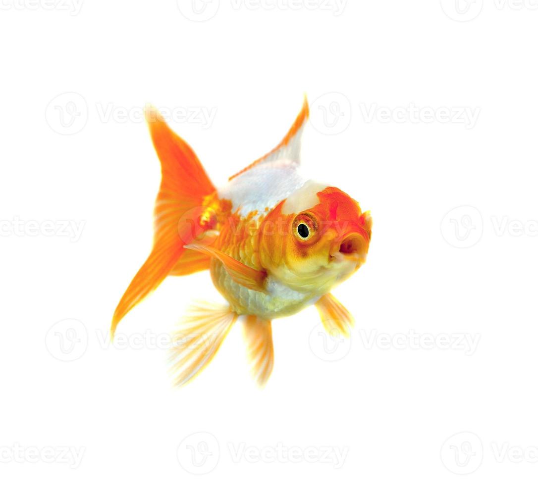 isolamento del pesce d'oro sullo sfondo bianco foto