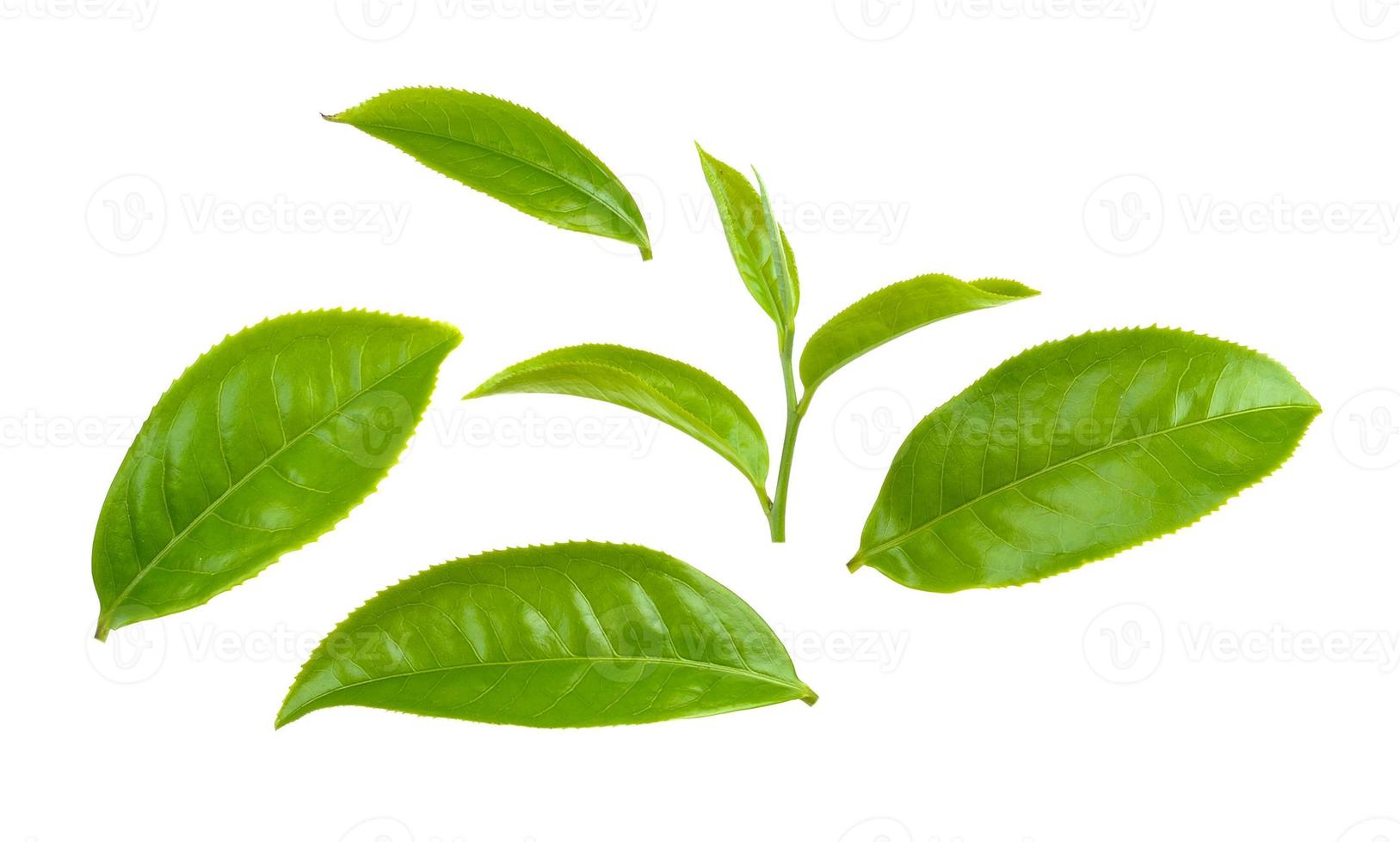 foglia di tè verde isolata su sfondo bianco foto