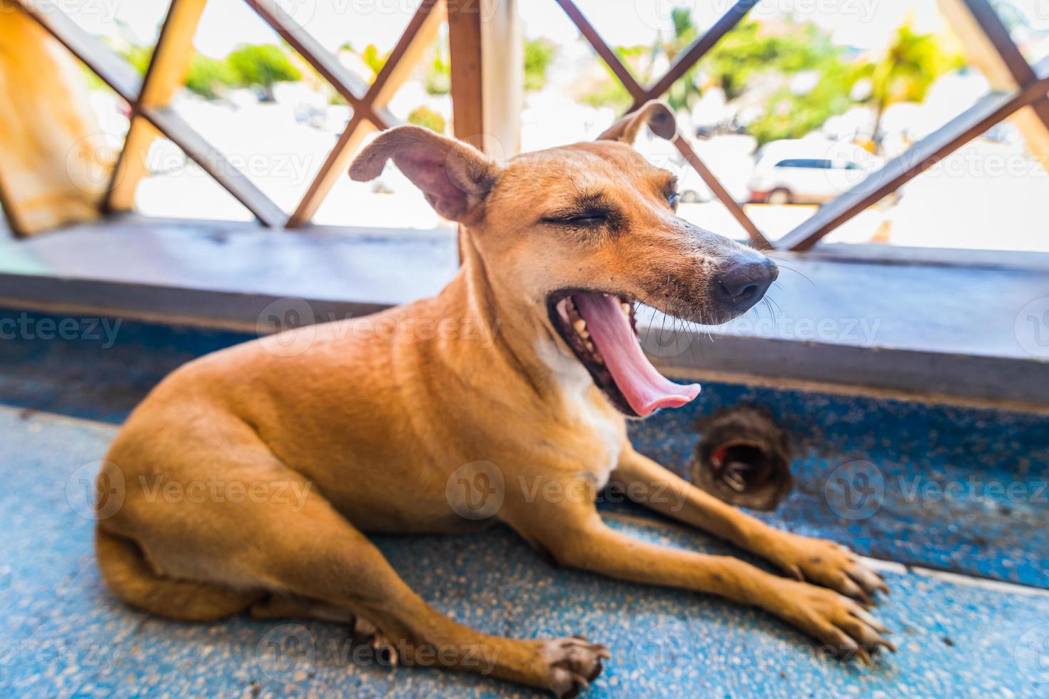 Senzatetto stanco piccolo cane sdraiato al corrimano in aeroporto dei Caraibi. foto