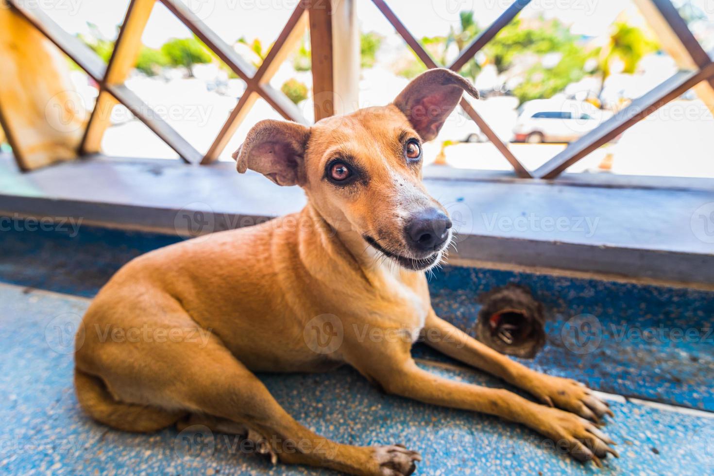 Senzatetto stanco piccolo cane sdraiato al corrimano in aeroporto dei Caraibi. foto