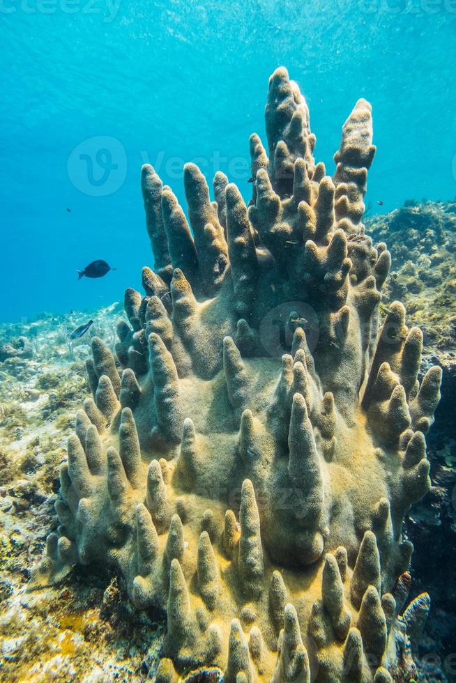 rari coralli pilastro nel mar dei caraibi foto