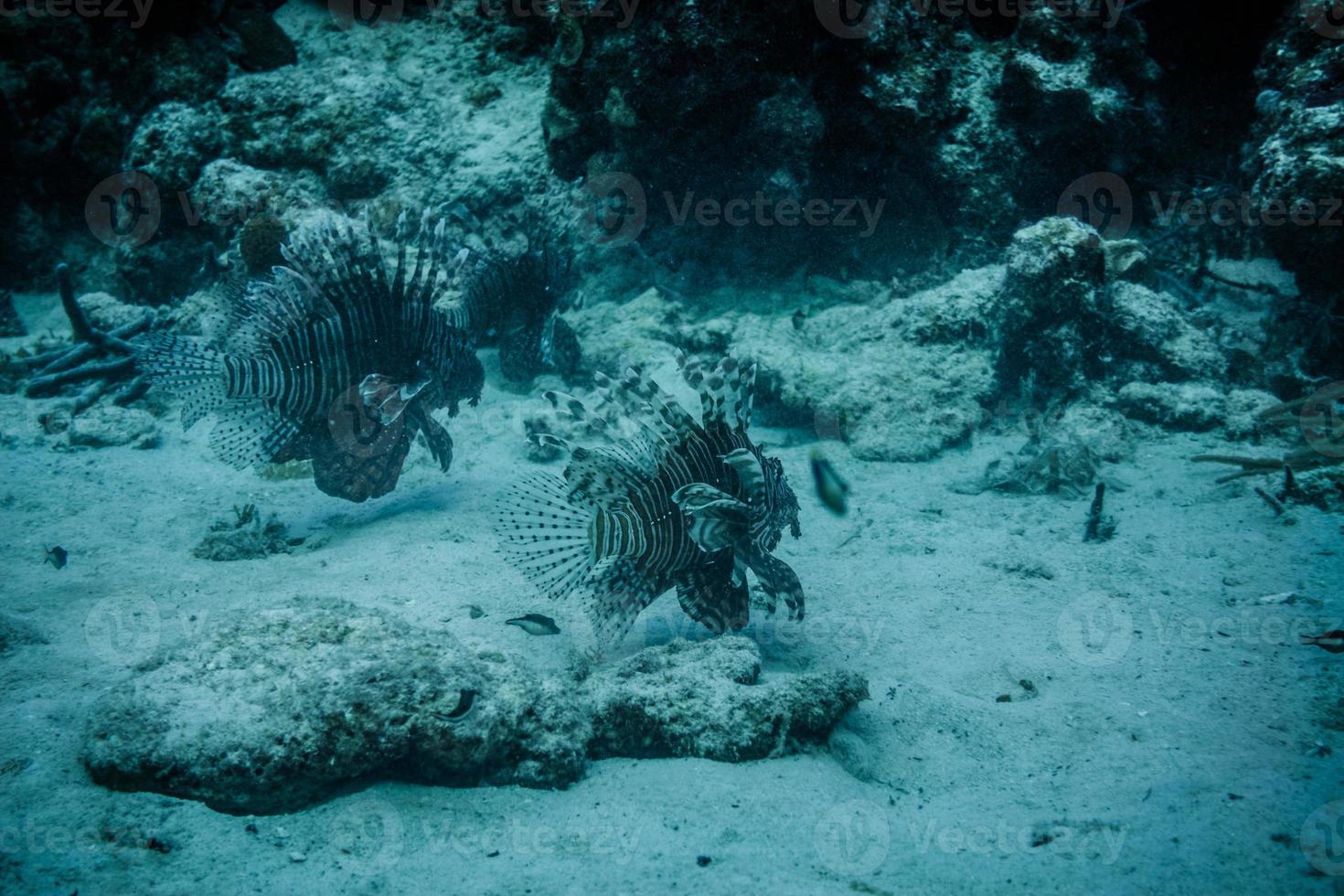 pesci leone che nuotano nel fondale oceanico. foto