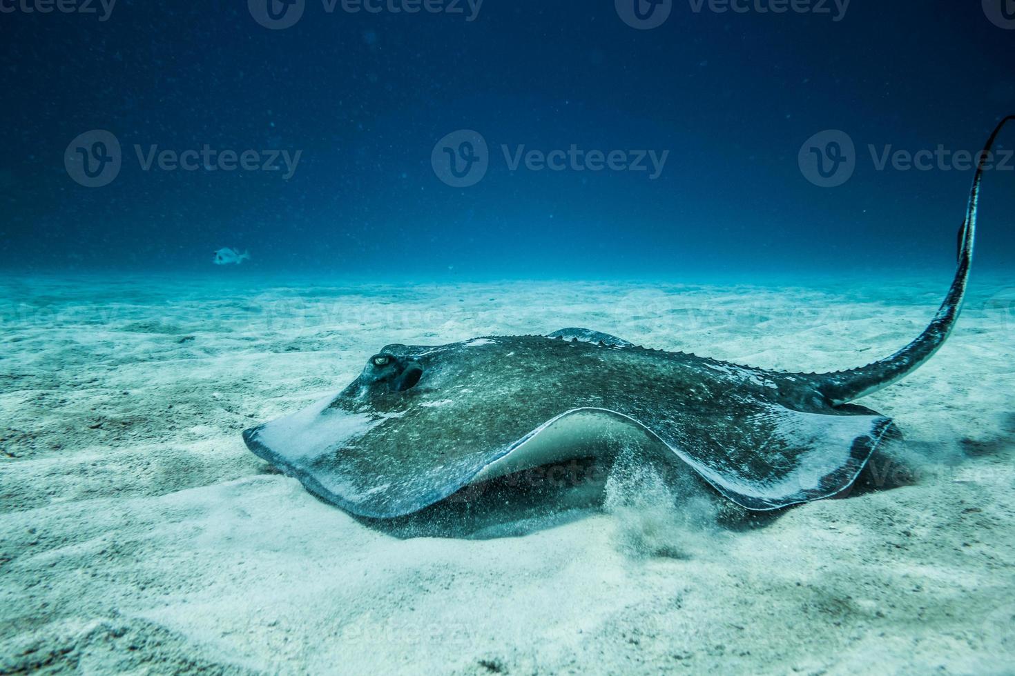 pastinaca comune sul terreno dell'oceano. foto