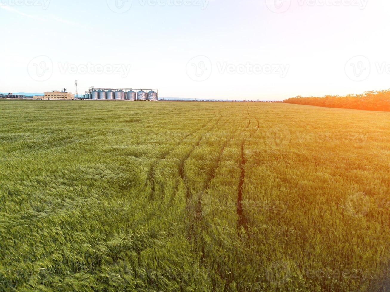 grano silos su un' verde campo sfondo con caldo tramonto luce. grano ascensore. metallo grano ascensore nel agricolo zona. agricoltura Conservazione per raccolto. aereo Visualizza di agricolo fabbrica. nessuno. foto