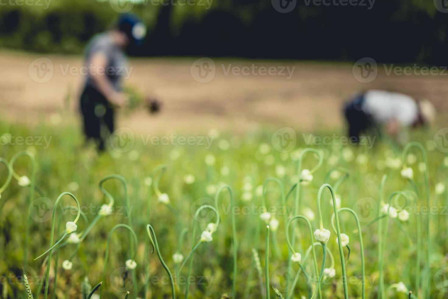 due contadini che raccolgono aglio nel campo foto