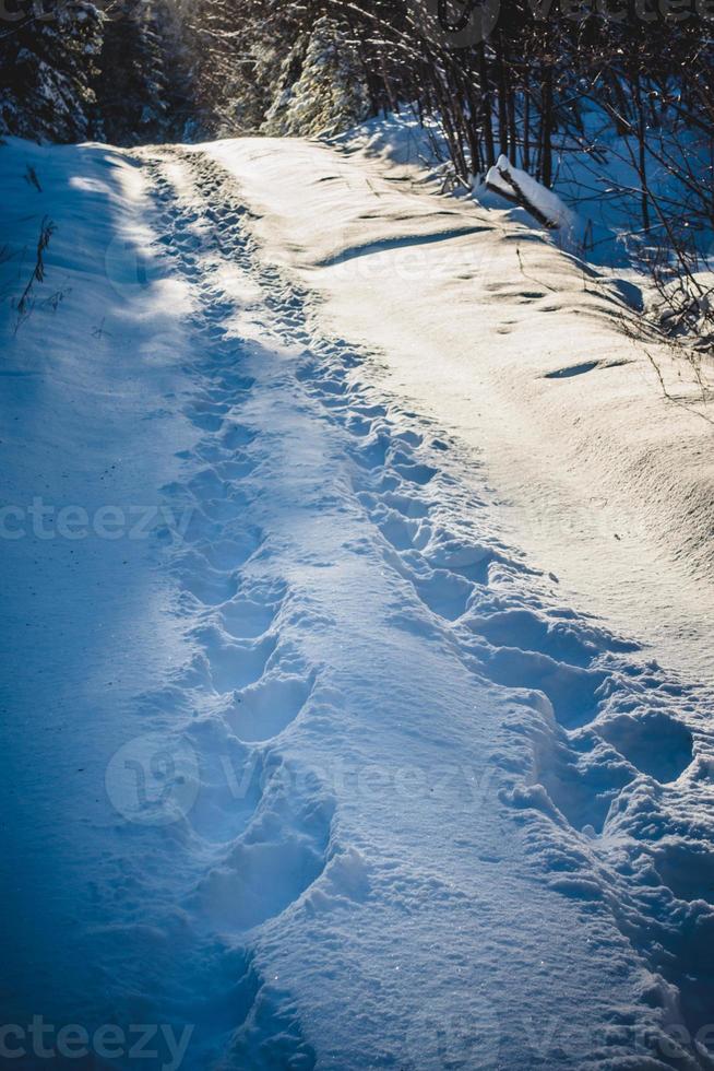 passo di coppia che cammina nella foresta selvaggia. foto