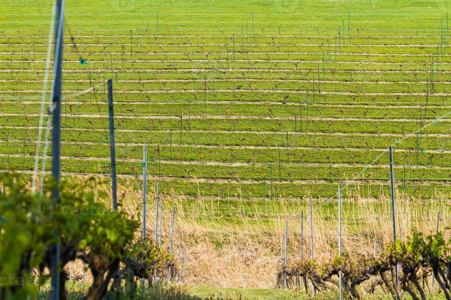 campo vinicolo durante la primavera foto