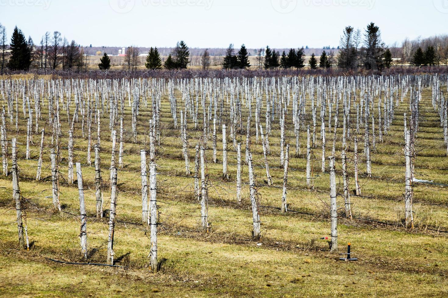 grande cantina durante la stagione primaverile foto