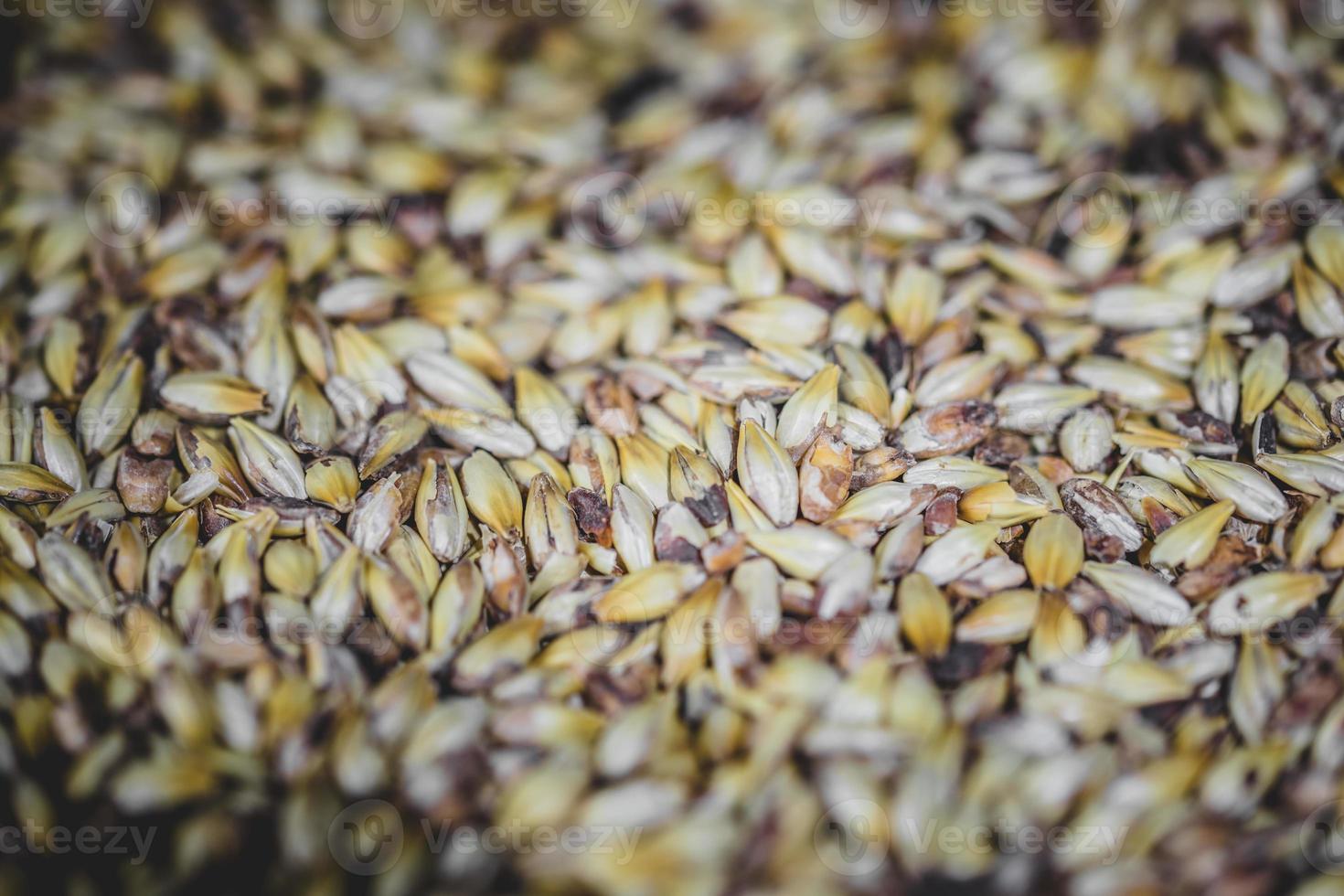 struttura del grano di birra d'orzo maltato in studio. foto