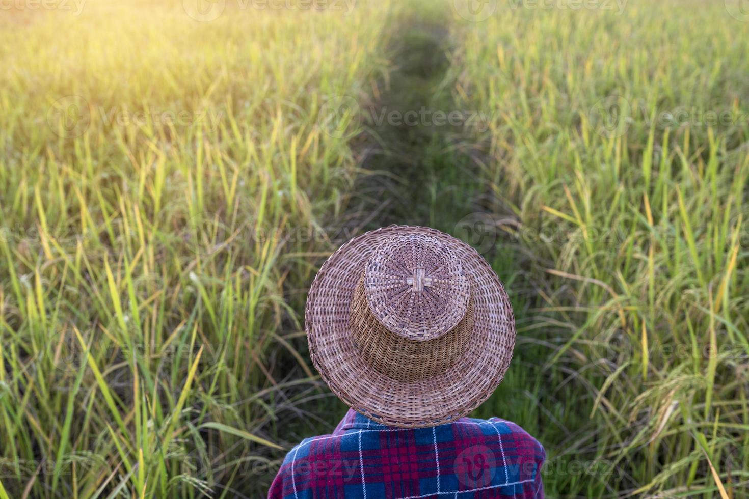 gli agricoltori sul retro indossano cappelli che camminano nelle piantagioni di riso al tramonto foto
