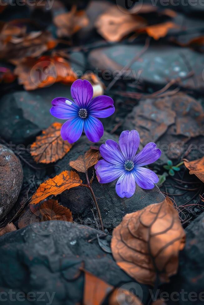 minuscolo viola pavimento fiori avvicinamento foto