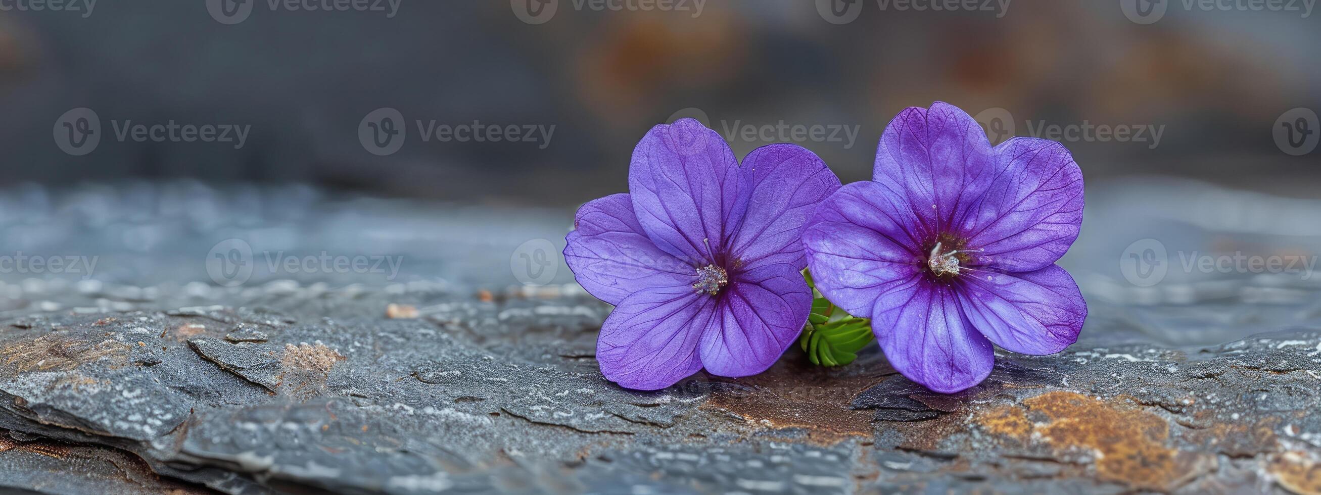 minuscolo viola pavimento fiori avvicinamento foto