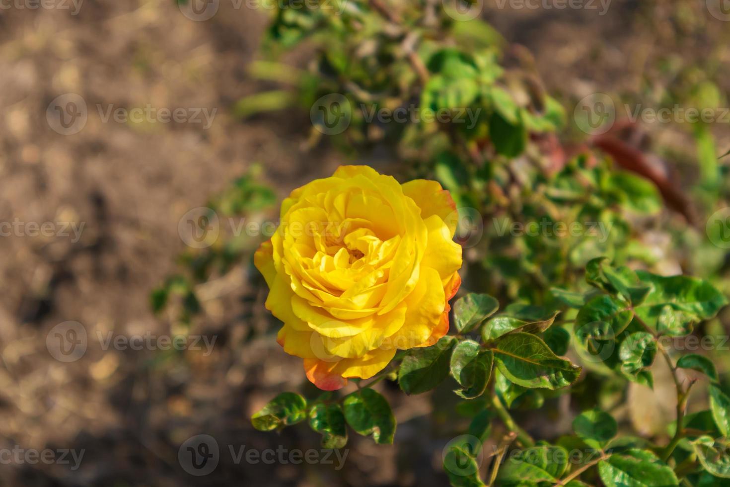 primo piano rosa gialla in giardino foto