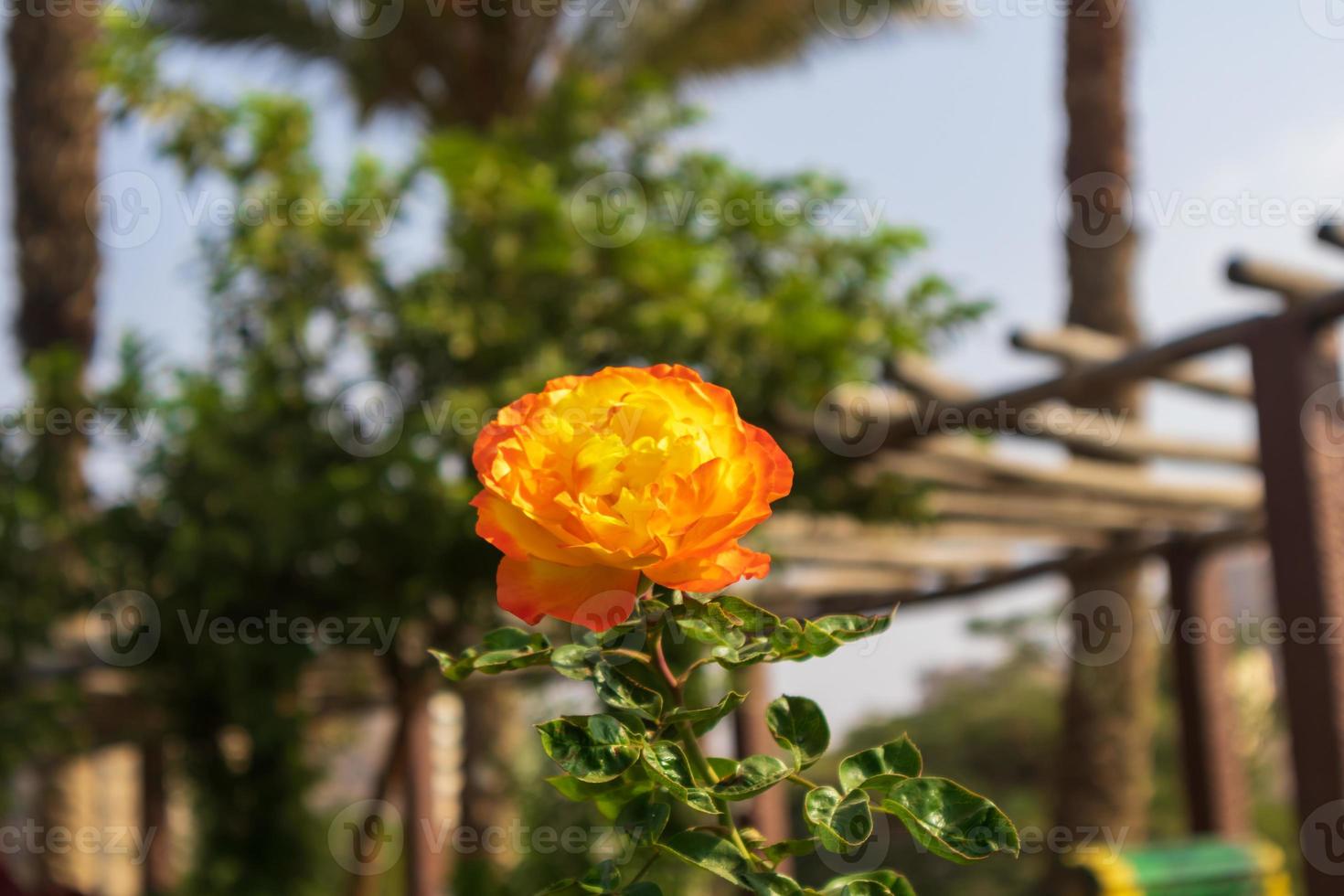 rosa gialla in giardino foto