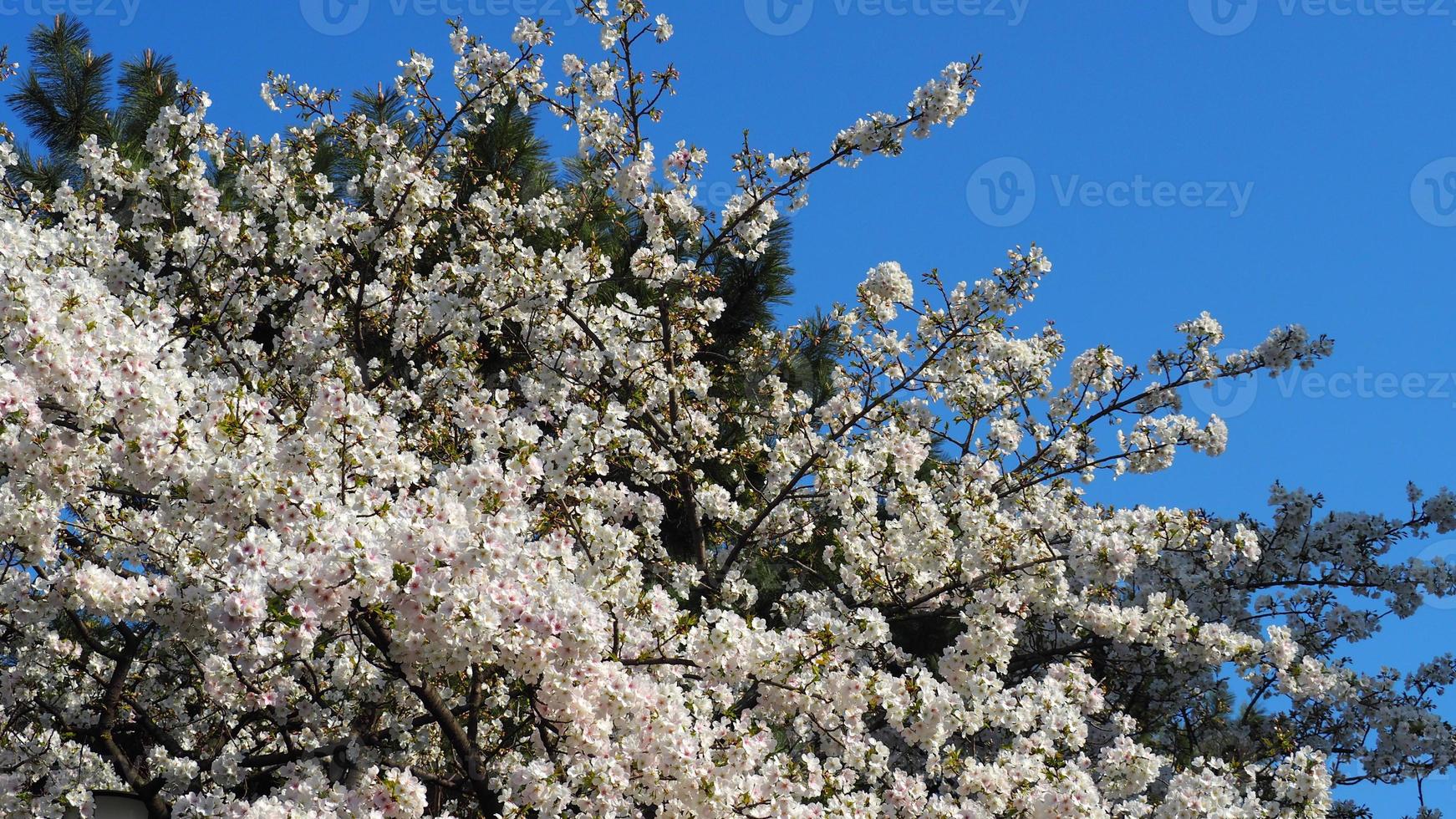 fiori di ciliegio bianchi. alberi di sakura in piena fioritura nel quartiere di meguro tokyo giappone foto