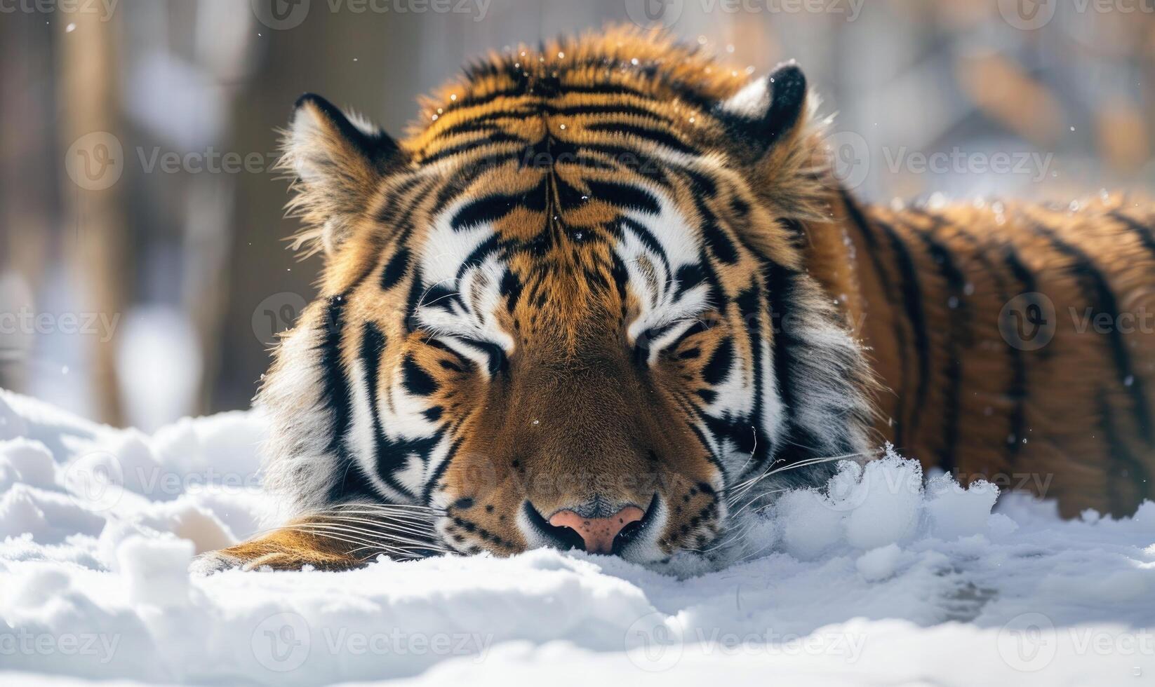 avvicinamento di un' siberiano tigre riposo nel il neve foto