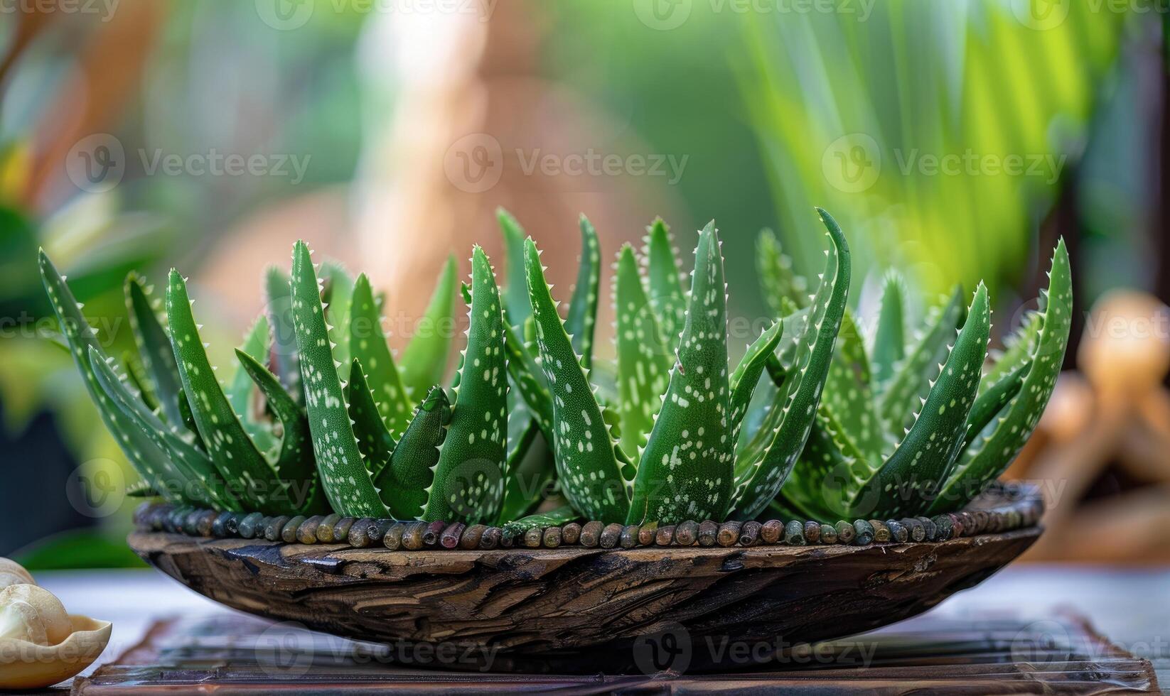 aloe Vera le foglie nel un' pentola, avvicinamento Visualizza foto