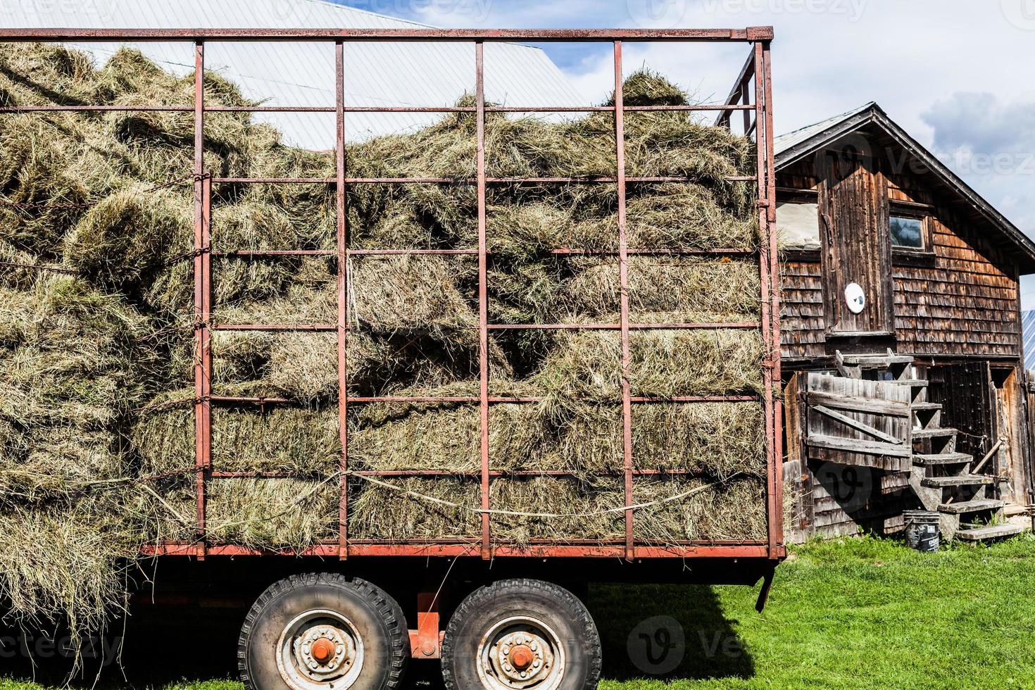 pile di fieno secco in un camion di trasporto foto