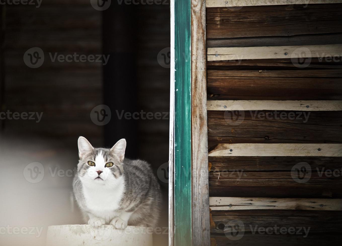 gatto a guardia della casa di campagna foto