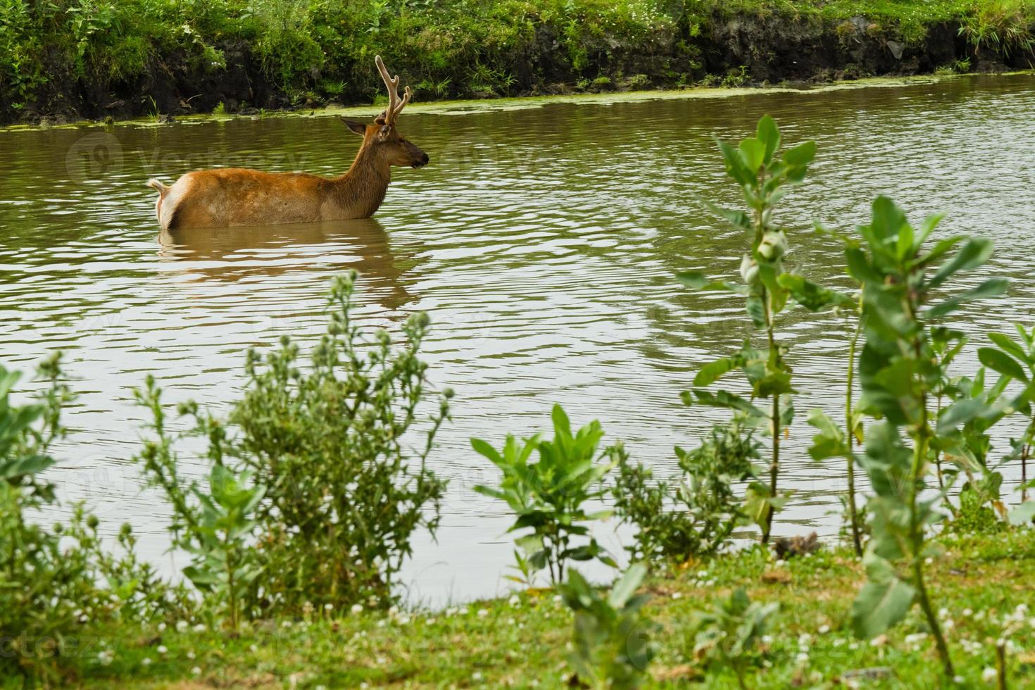 cervi e daini all'abbeverata foto