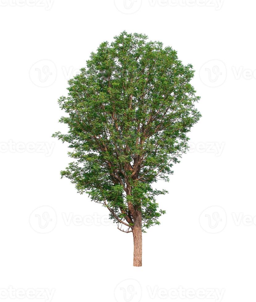 albero su uno sfondo bianco foto