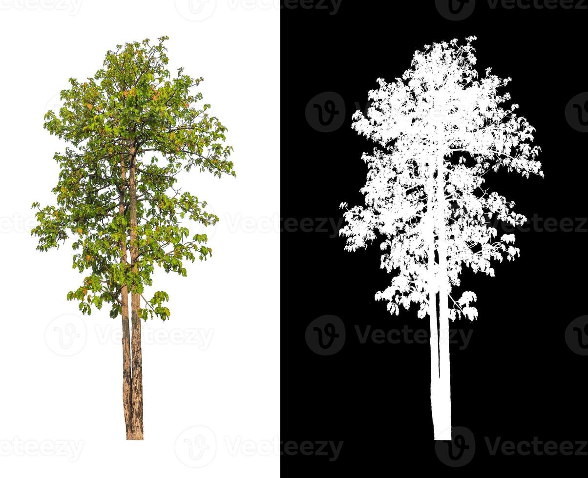 albero quello siamo isolato su un' bianca sfondo siamo adatto per tutti e due stampa e ragnatela pagine foto