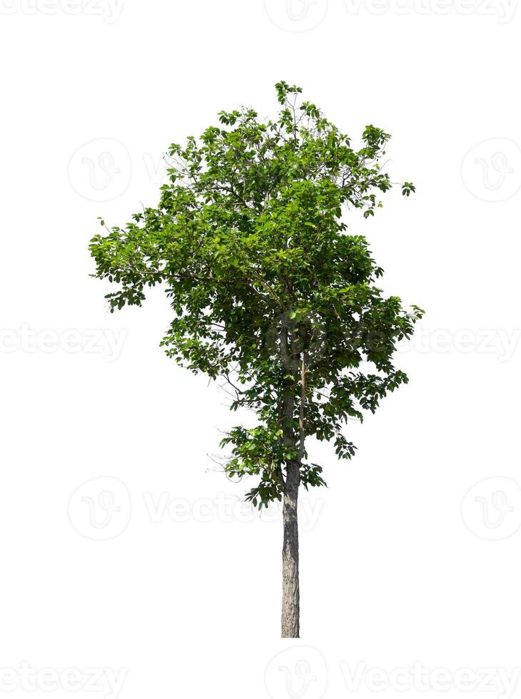 albero quello siamo isolato su un' bianca sfondo siamo adatto per tutti e due stampa e ragnatela pagine foto