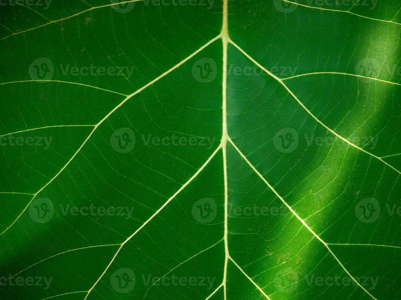 dettagliato le foglie sfondo foto