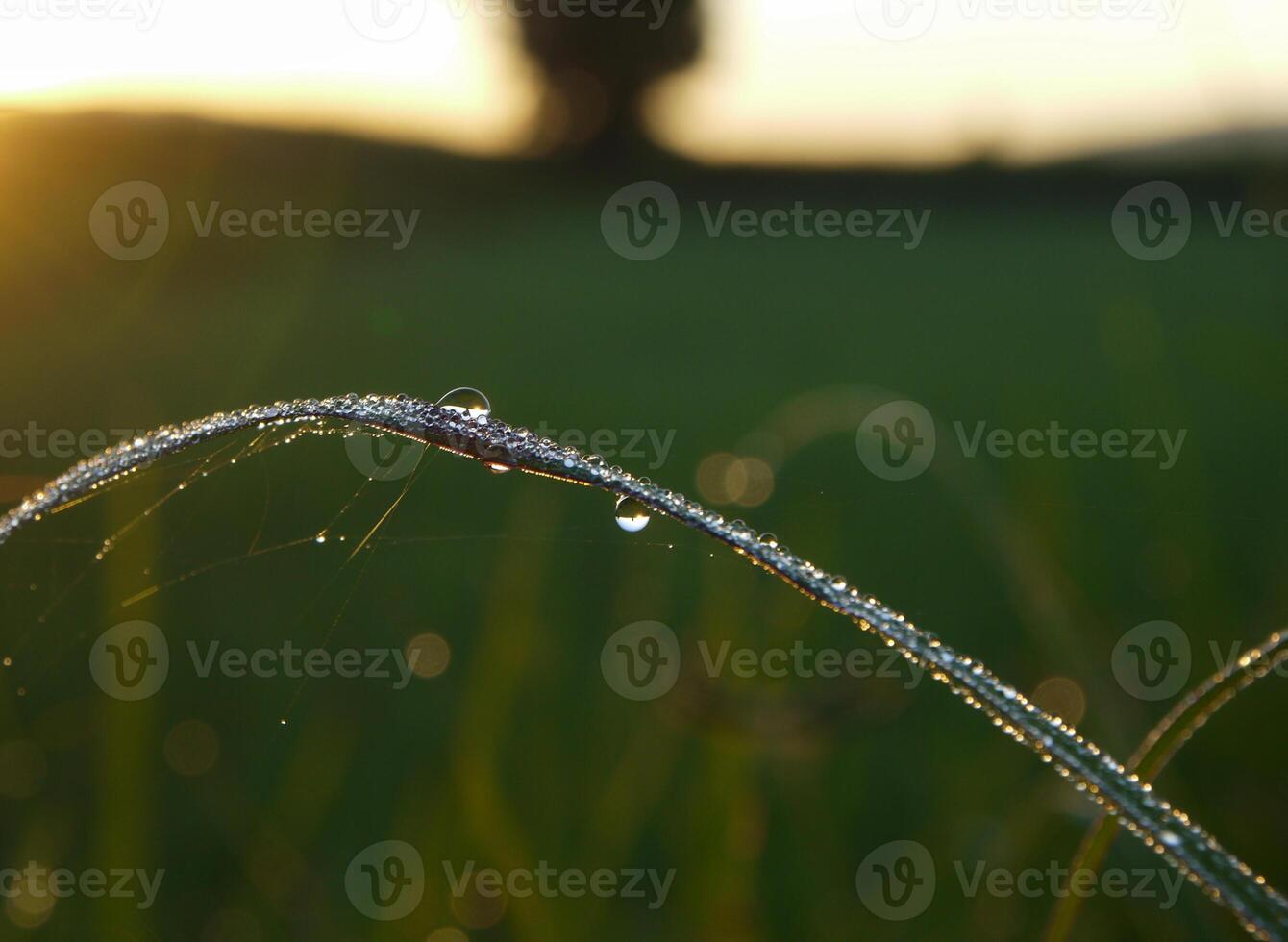 avvicinamento di gocce di pioggia su le foglie foto