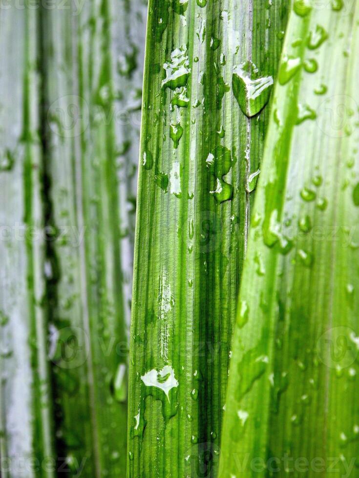 verde foglia con acqua gocce vicino su, avvicinamento di gocce di pioggia su le foglie. foto