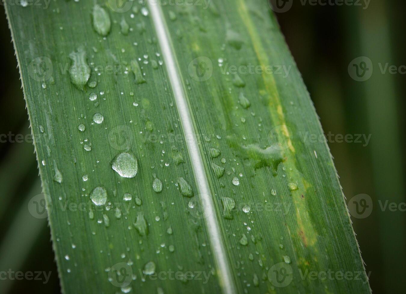 verde foglia con acqua gocce vicino su foto