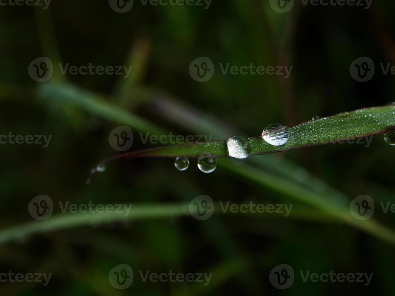 avvicinamento di gocce di pioggia su le foglie foto