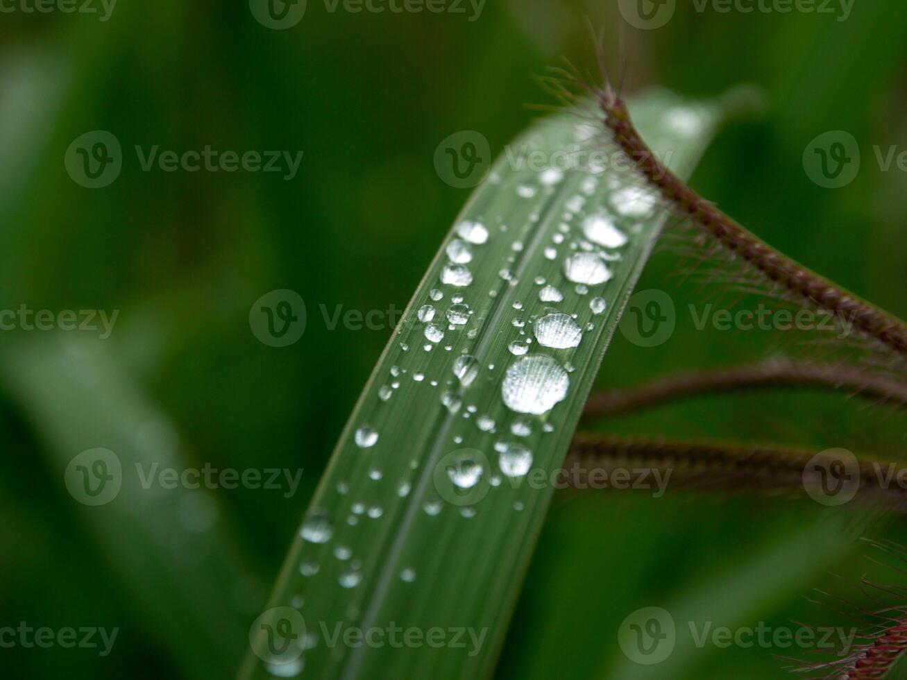 avvicinamento di gocce di pioggia su le foglie foto