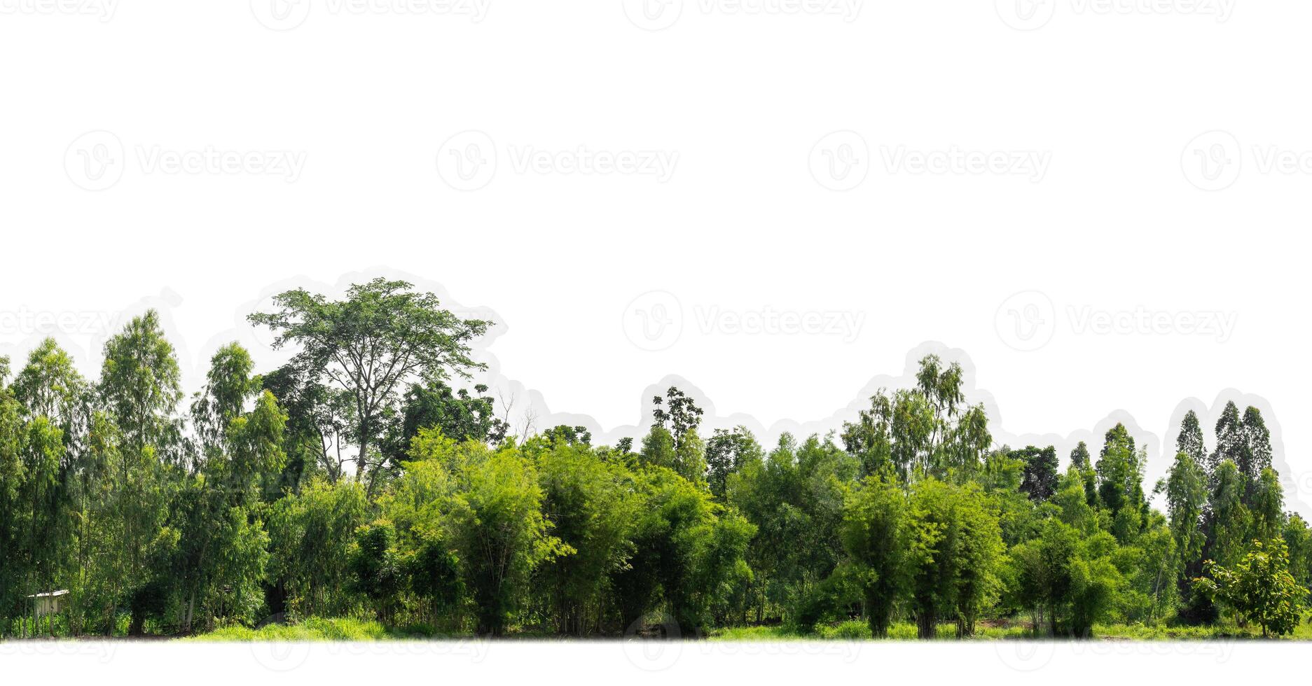 un' gruppo di ricco verde alberi alto risoluzione su bianca sfondo. foto