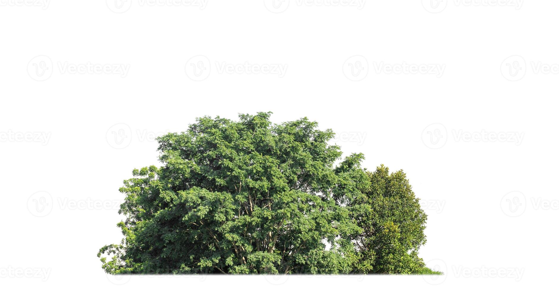 un' gruppo di ricco verde alberi alto risoluzione su bianca sfondo. foto